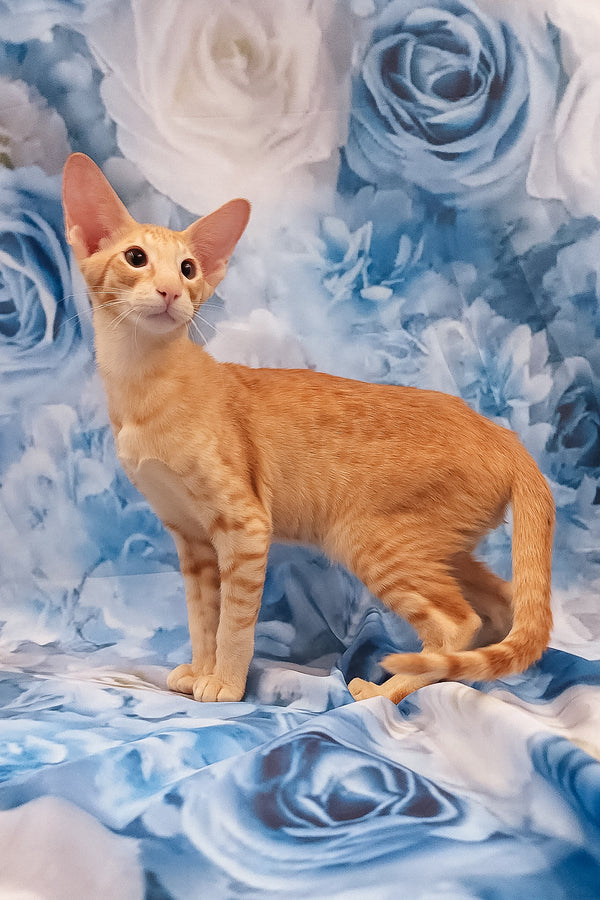 Lain | Oriental Shorthair Kitten