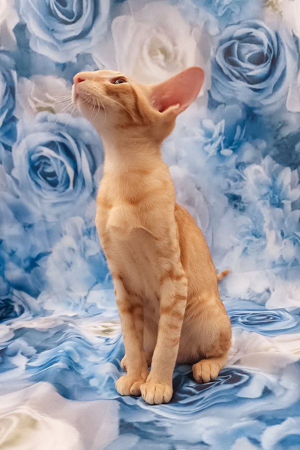 Lain | Oriental Shorthair Kitten