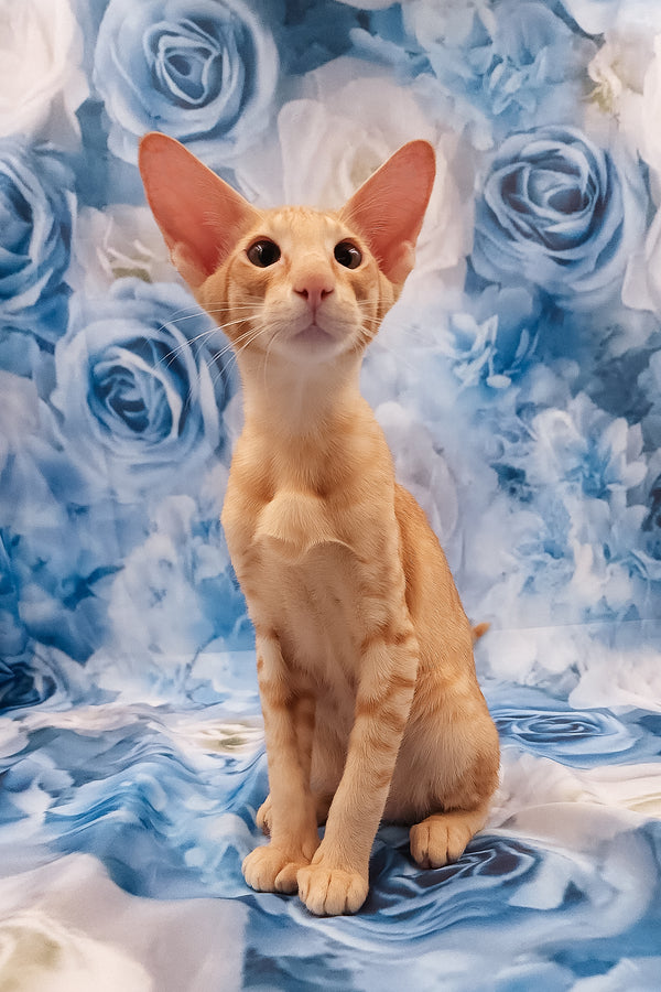 Lain | Oriental Shorthair Kitten