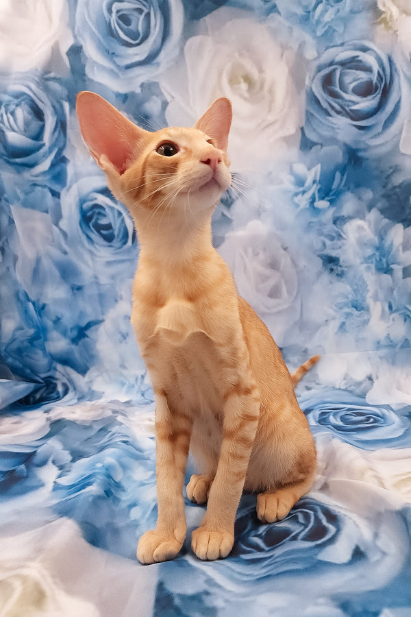 Lain | Oriental Shorthair Kitten