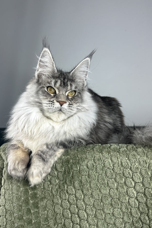 Lana | Maine Coon Kitten