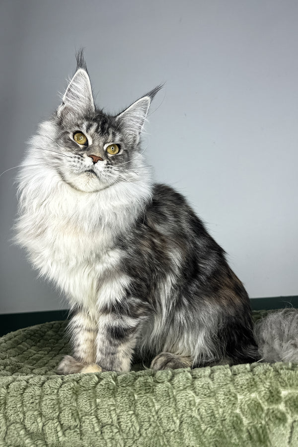 Lana | Maine Coon Kitten