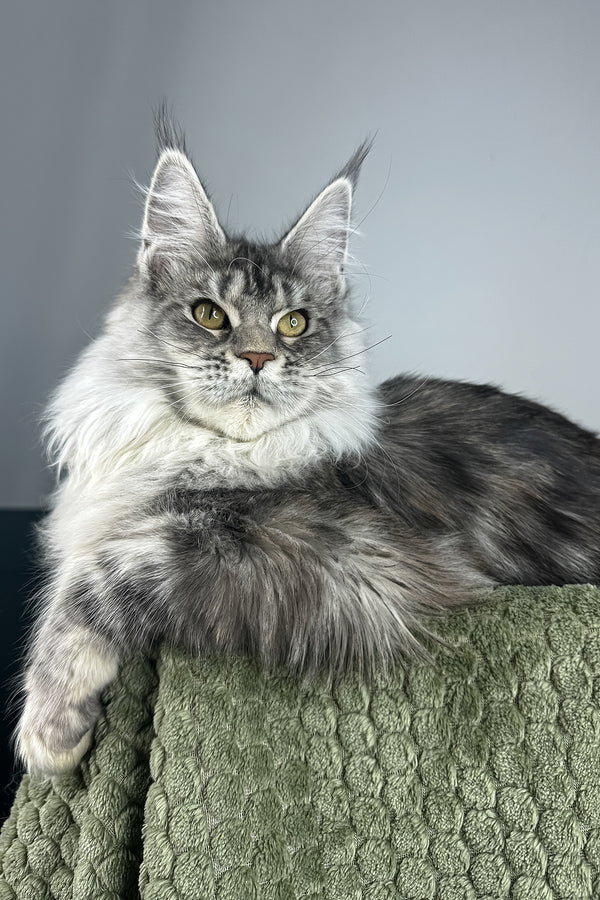 Lana | Maine Coon Kitten