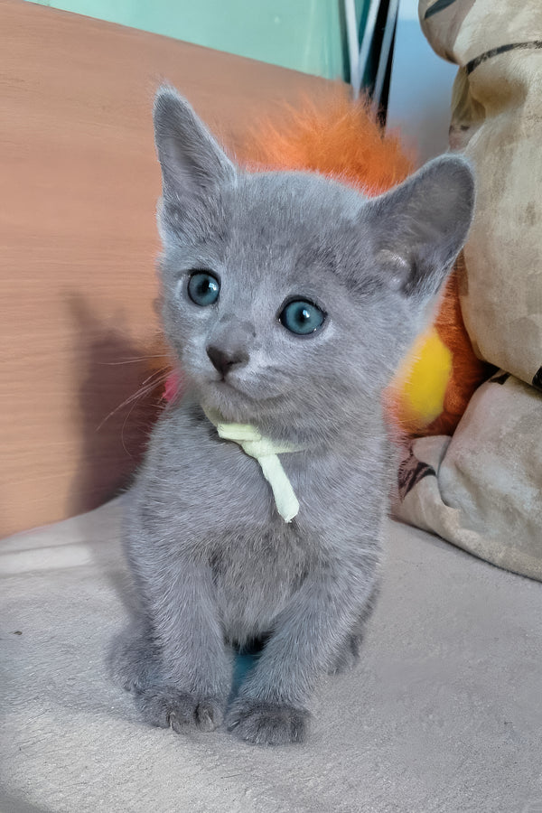 Landish | Russian Blue Kitten