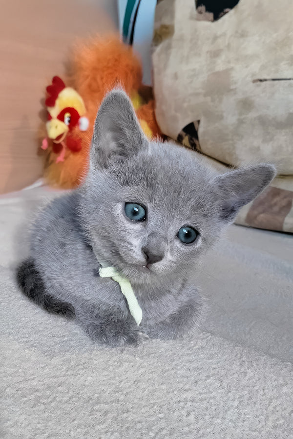 Landish | Russian Blue Kitten