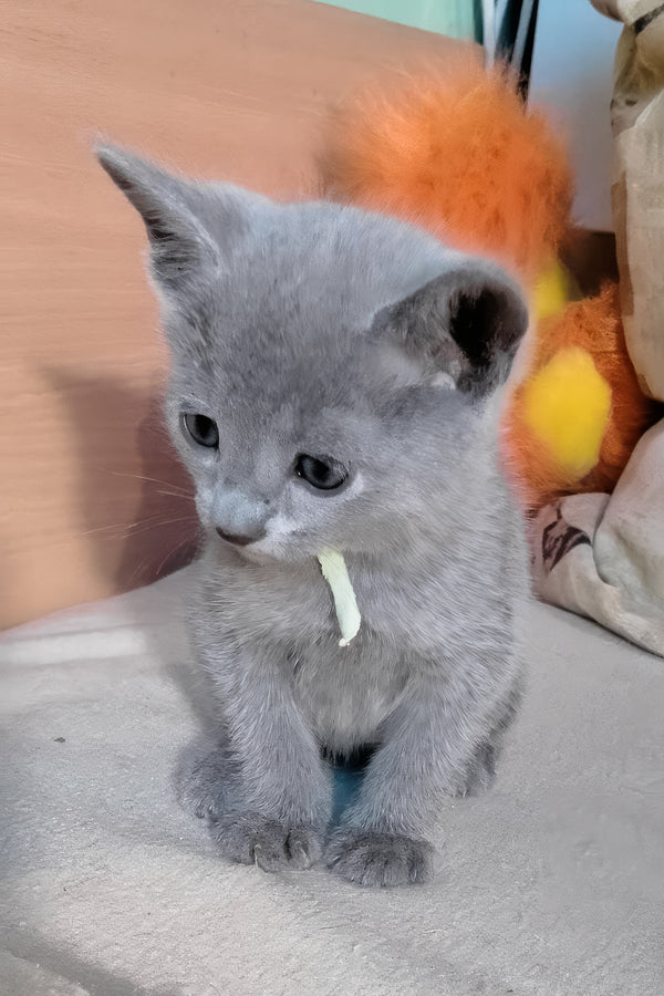 Landish | Russian Blue Kitten