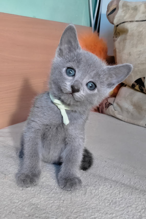 Landish | Russian Blue Kitten