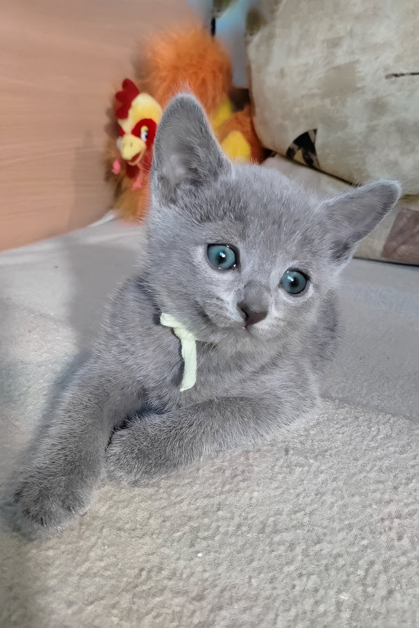 Landish | Russian Blue Kitten