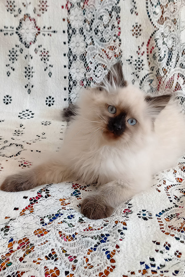 Langeron | Siberian Kitten