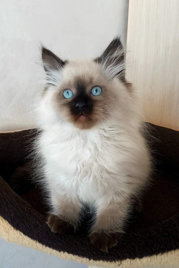 Langeron | Siberian Kitten