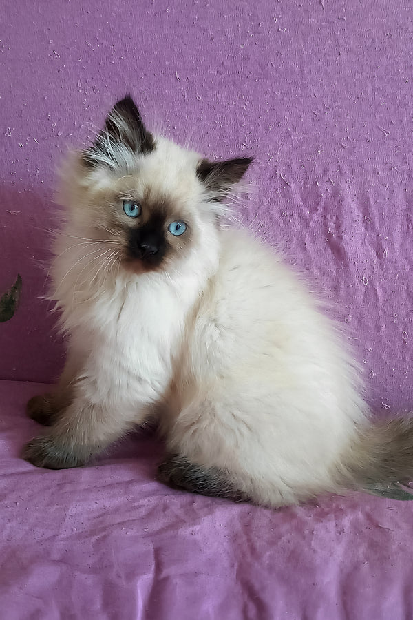 Langeron | Siberian Kitten
