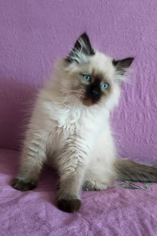 Langeron | Siberian Kitten