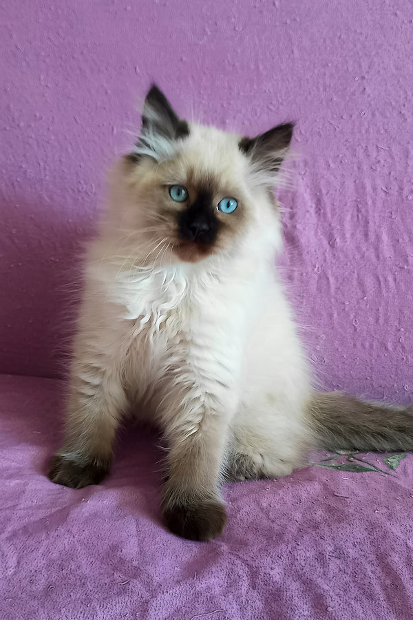 Langeron | Siberian Kitten