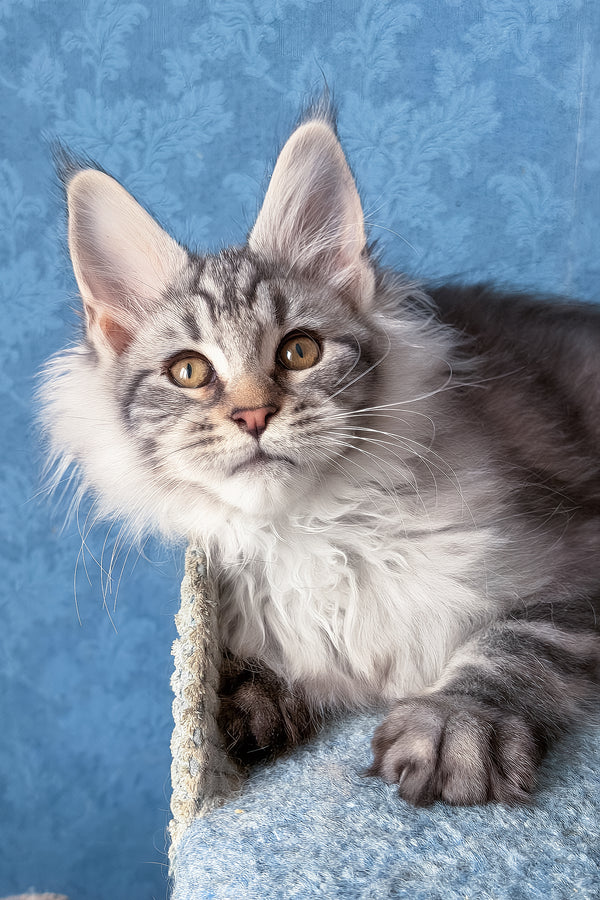 Lars | Maine Coon Kitten