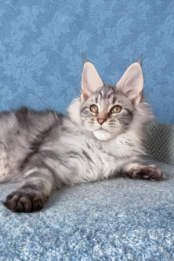 Lars | Maine Coon Kitten