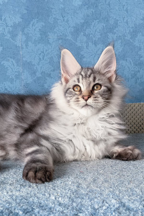 Lars | Maine Coon Kitten