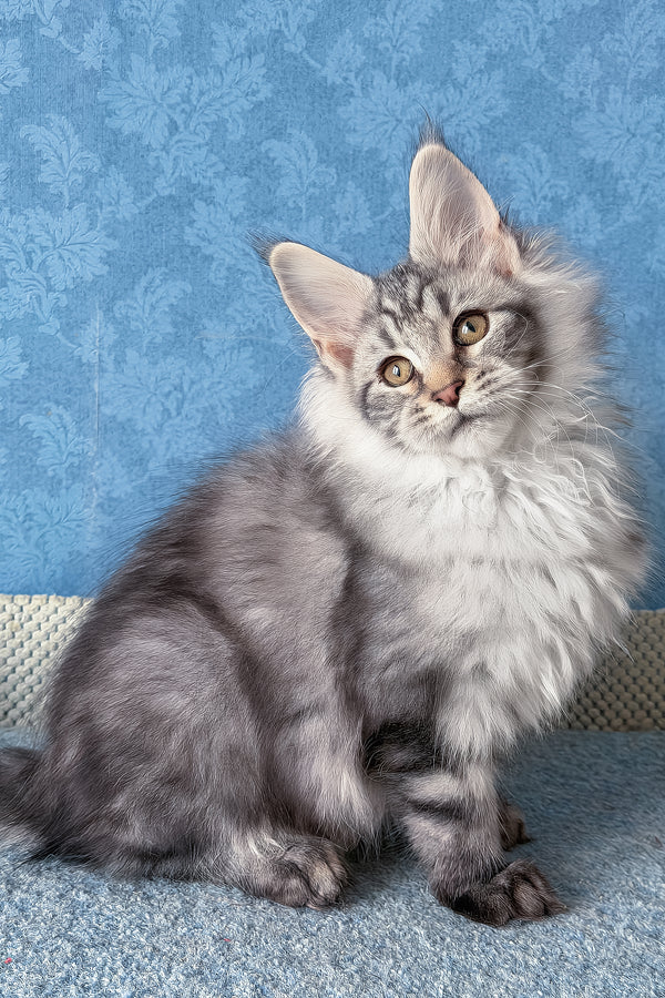 Lars | Maine Coon Kitten