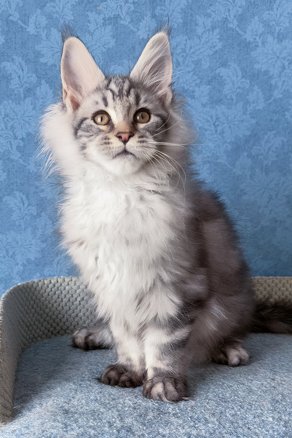 Lars | Maine Coon Kitten