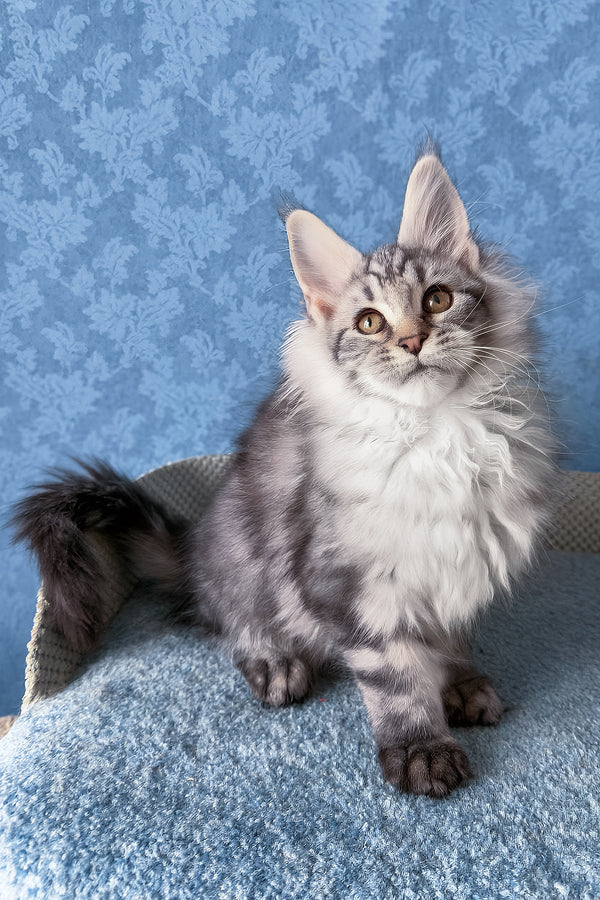 Lars | Maine Coon Kitten