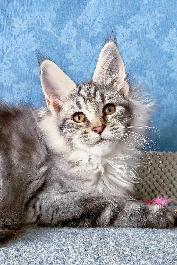Lars | Maine Coon Kitten
