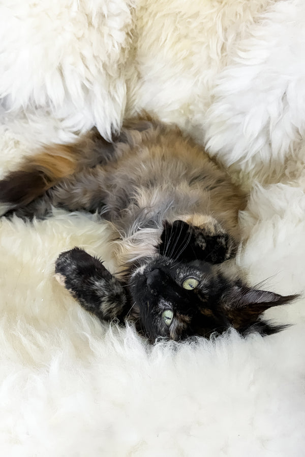 Laksa | Maine Coon Kitten