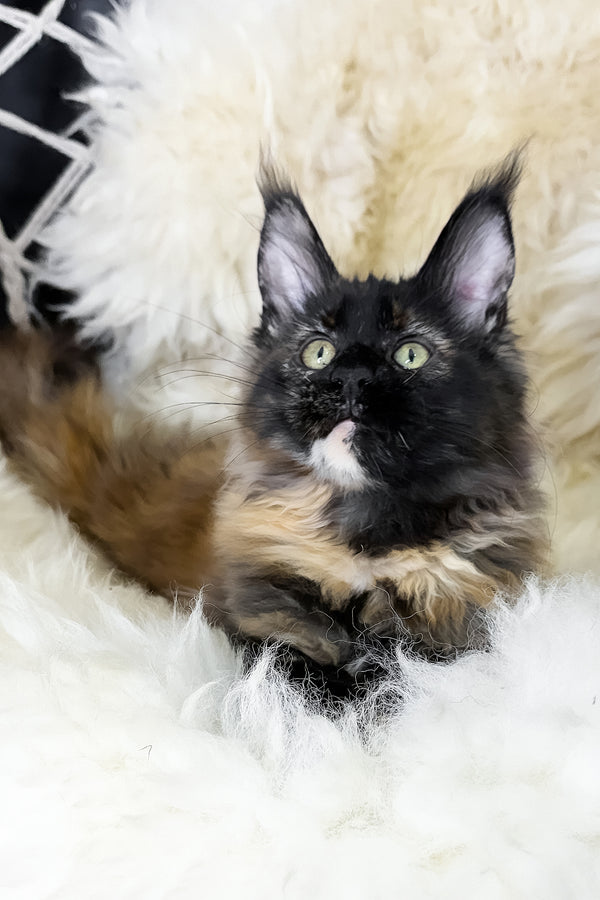 Laksa | Maine Coon Kitten
