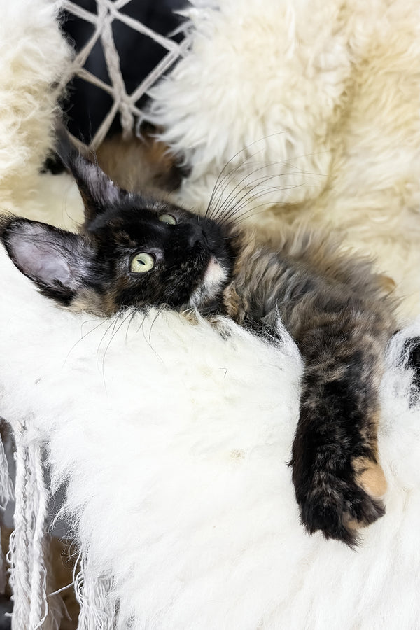Laksa | Maine Coon Kitten
