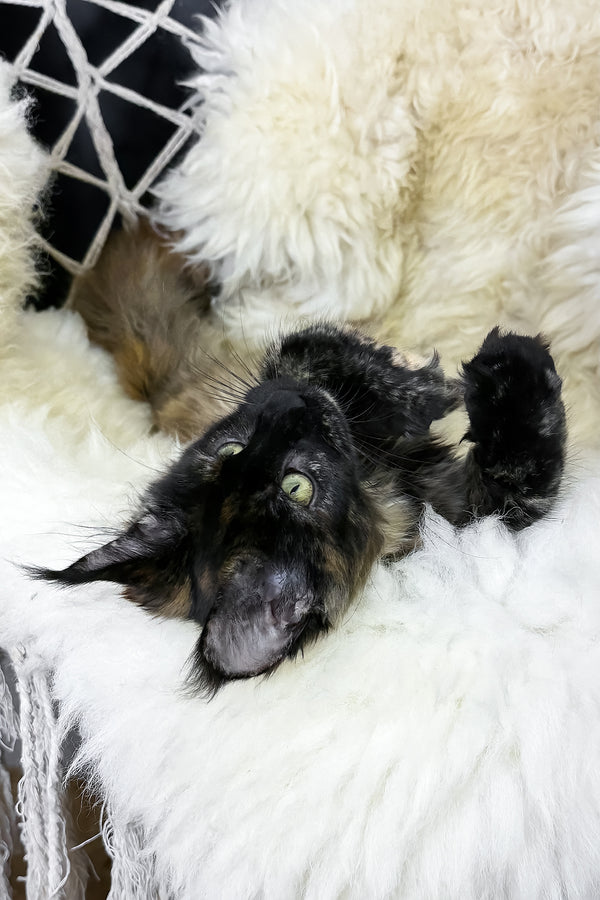 Laksa | Maine Coon Kitten