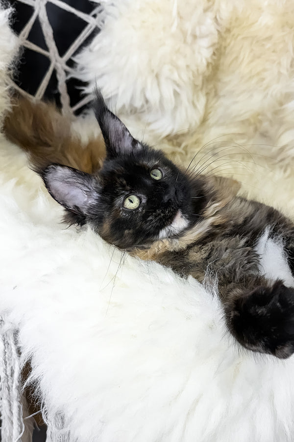 Laksa | Maine Coon Kitten