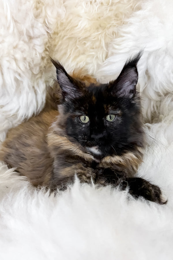 Laksa | Maine Coon Kitten