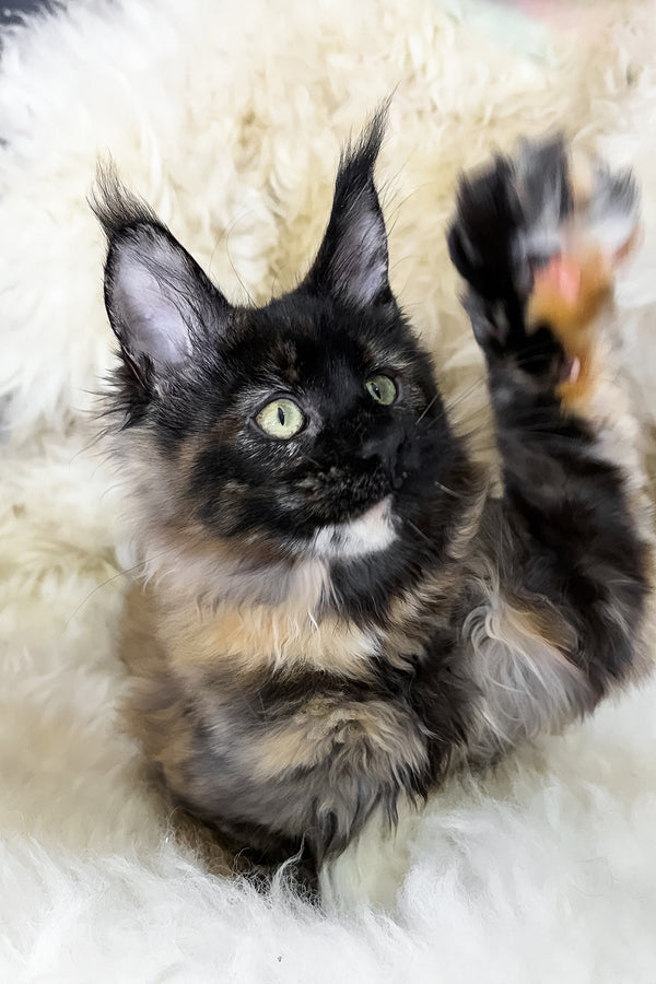 Laksa | Maine Coon Kitten