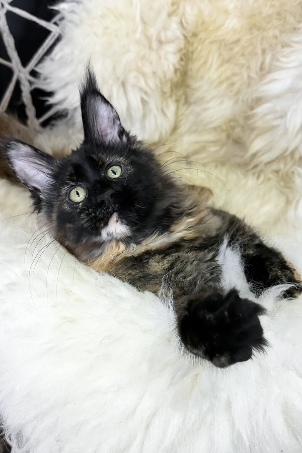 Laksa | Maine Coon Kitten
