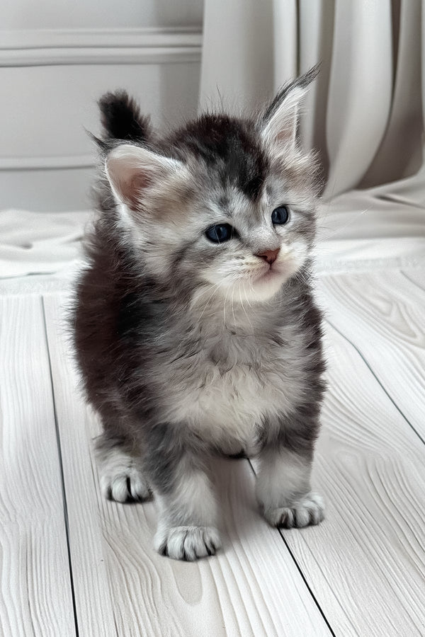 Latifa | Maine Coon Kitten