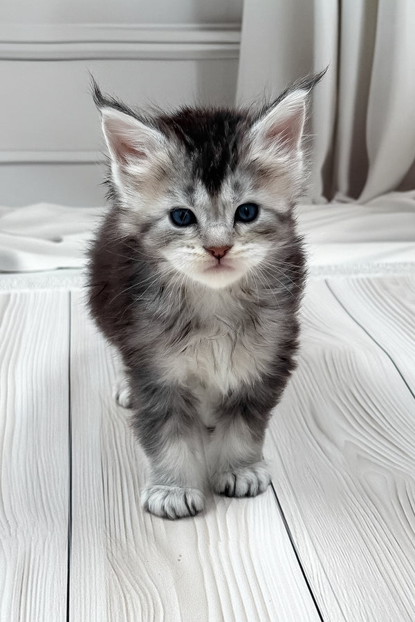 Latifa | Maine Coon Kitten