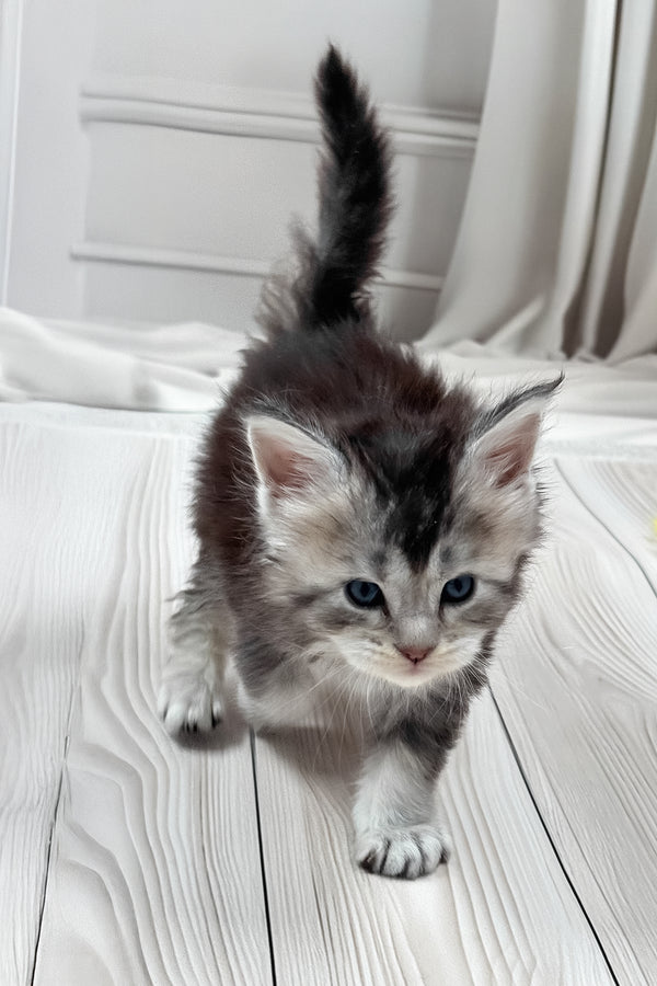 Latifa | Maine Coon Kitten