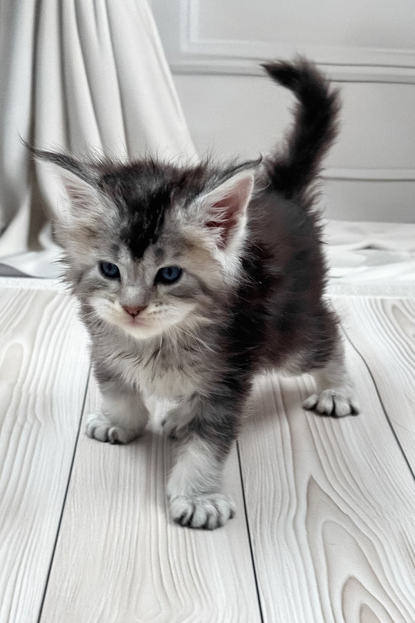 Latifa | Maine Coon Kitten