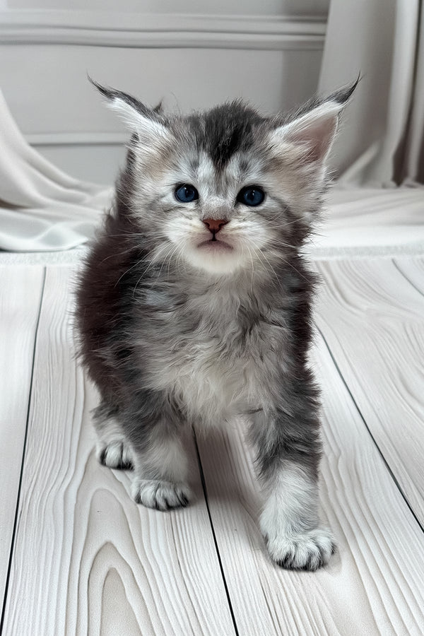 Latifa | Maine Coon Kitten