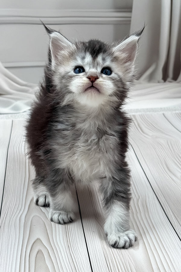 Latifa | Maine Coon Kitten