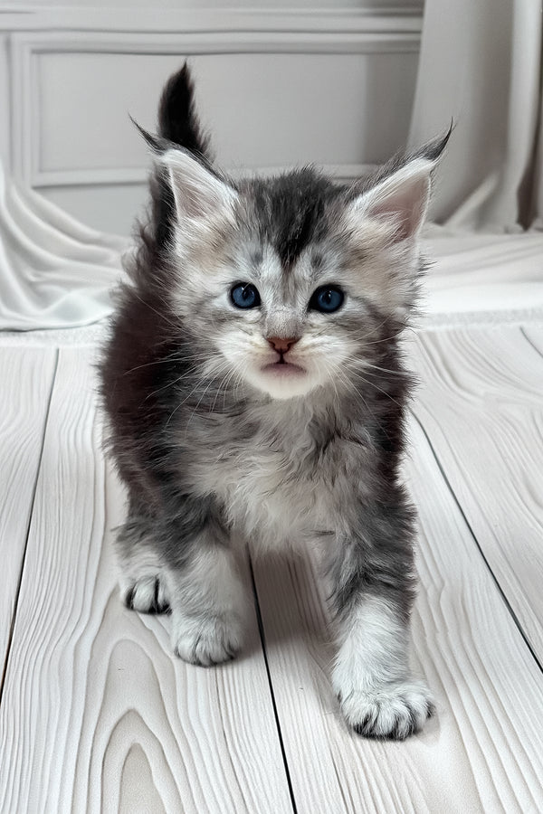 Latifa | Maine Coon Kitten