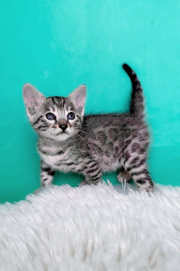 Laura | Bengal Kitten