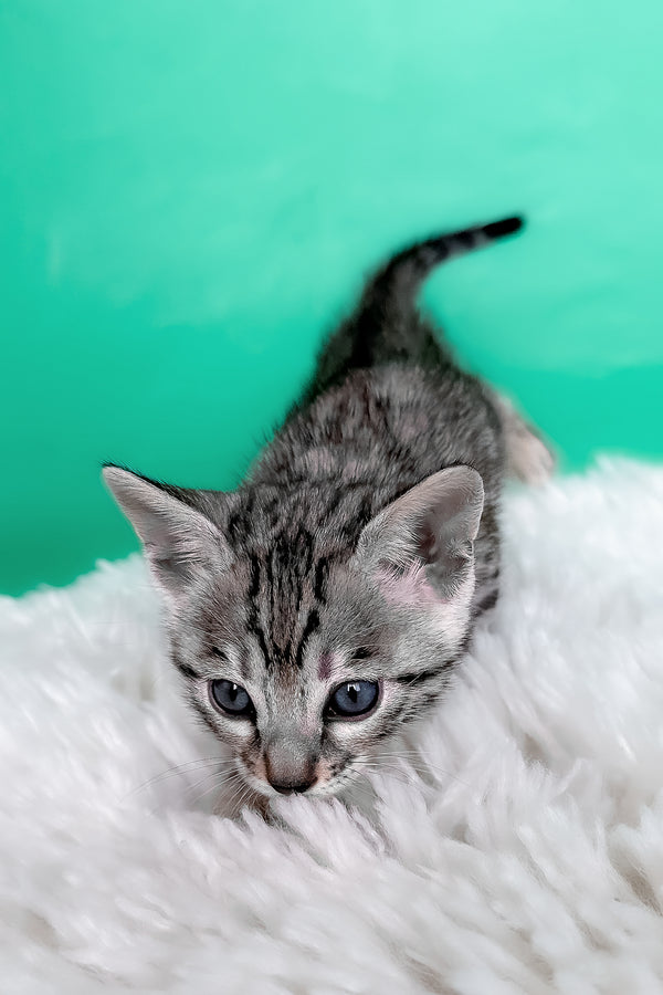 Laura | Bengal Kitten