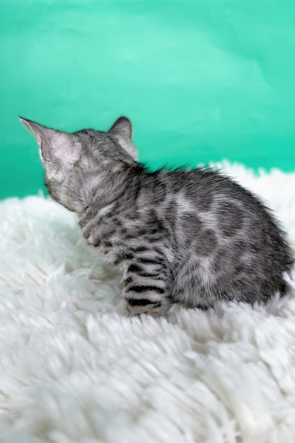 Laura | Bengal Kitten