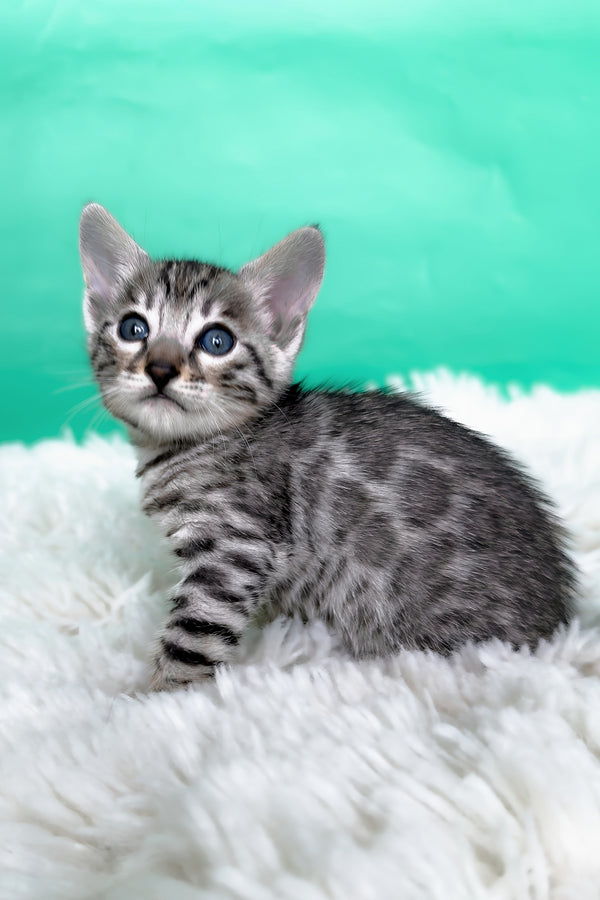 Laura | Bengal Kitten