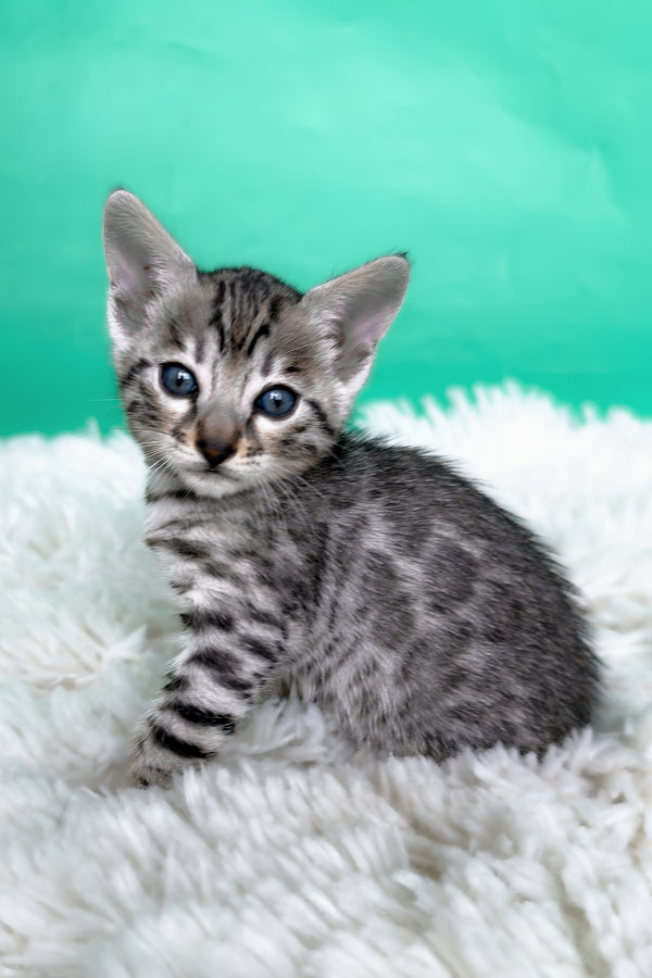 Laura | Bengal Kitten