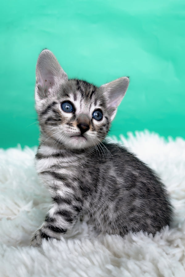 Laura | Bengal Kitten