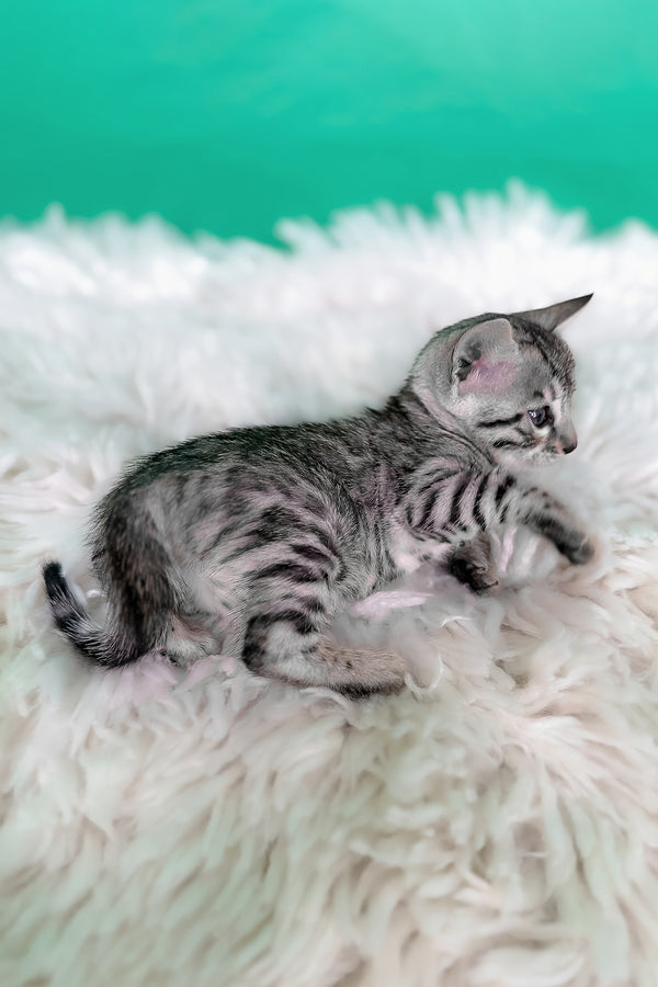 Laura | Bengal Kitten