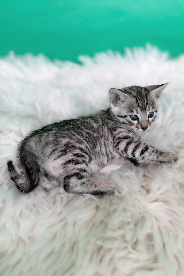 Laura | Bengal Kitten