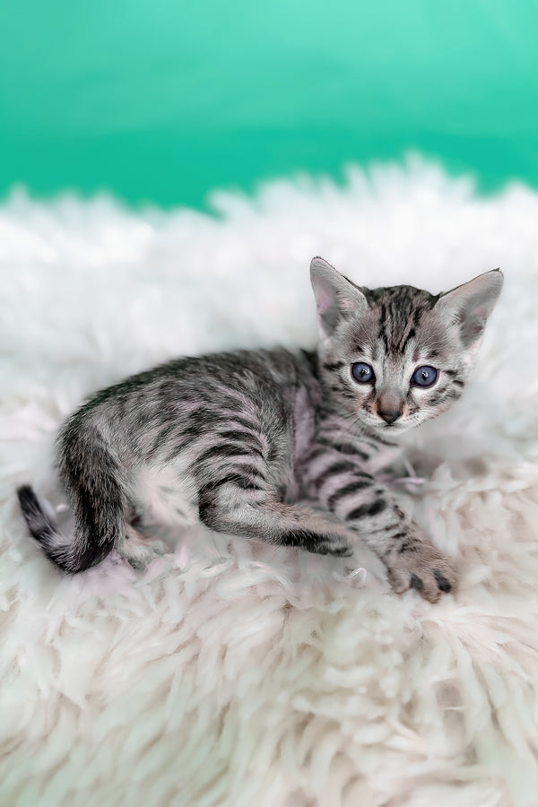 Laura | Bengal Kitten