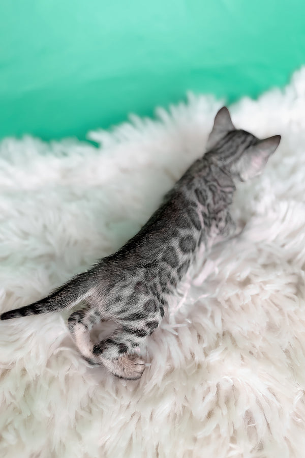 Laura | Bengal Kitten