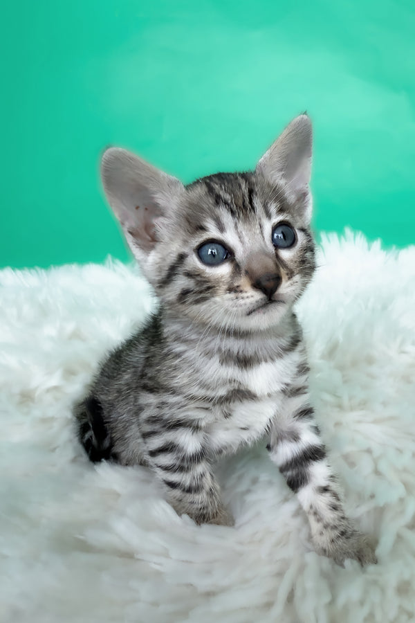 Laura | Bengal Kitten